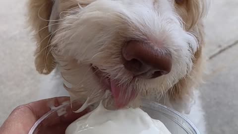 Goldendoodle pup discovers ice cream for the first time