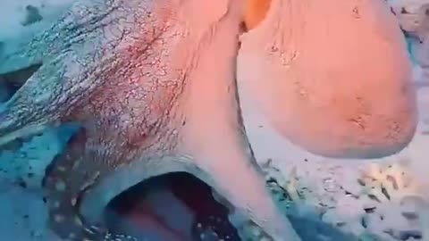 Octopus Cyanea