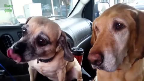 Funny Dogs Eating Ice Cream