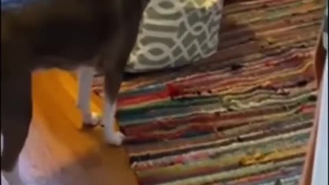 funny cats video #funny #memes #meme #funnymemes #lol #dankmemes #comedy