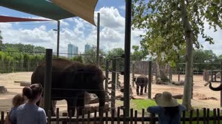 ELEPHANT CHILLING ZOO HOUSTON TEXAS USA