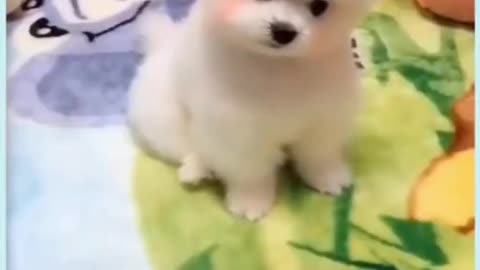 cute fluffy puppy