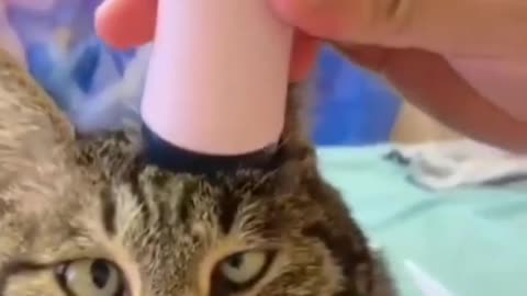 Cat enjoying massage