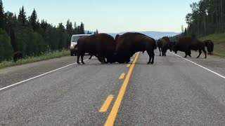 Amazing Close Footage Of A Buffalo Fight In The Middle Of A Highway