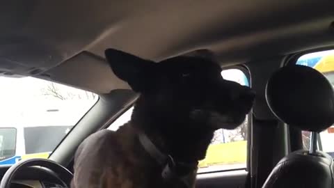 Police Dog's Spectacular Entrance Into a Suspicious Car