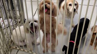 Excited Poodle Puppy Can't Stop Dancing