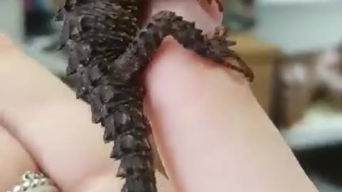 Tiny finger dragon