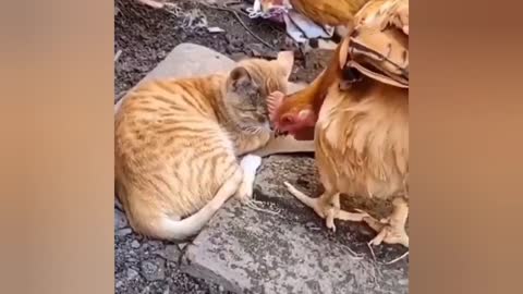 Funny Cat 😹😹 Videos 2022 || Cute Baby Cat Videos || The Pet ||