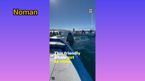 Beautiful friendly whale