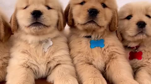 Super Cute Golden Retriever Puppies!