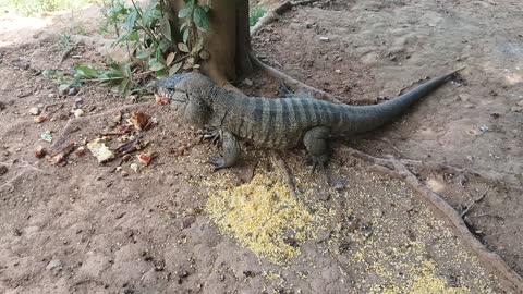 Huge lizard eating cake behind my house