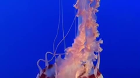 My name is: beautiful jellyfish