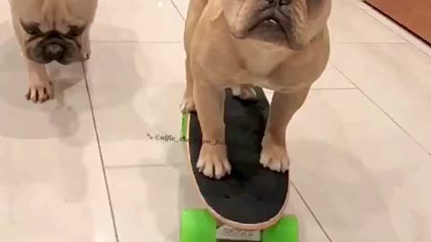 Frenchie skater pup