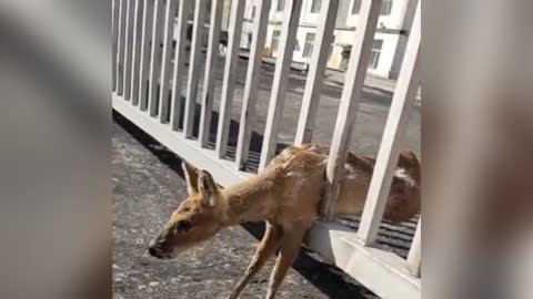 Rare Vampire Deer Screams Head Off While Stuck In Gate