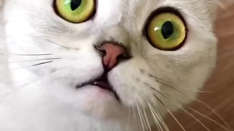 Viral Cat song in TikTok today