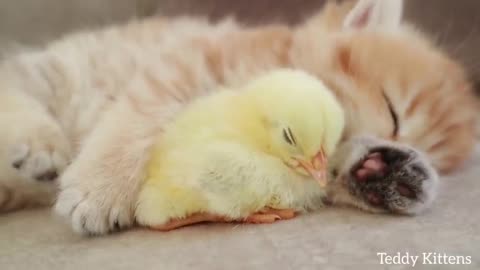 Cute kitten and Chick.