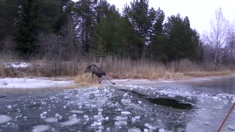 Couple Saves A Moose From Drowning In Frozen Waters