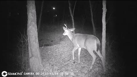 Backyard Trail Cams - Young Buck with Goofy Antlers