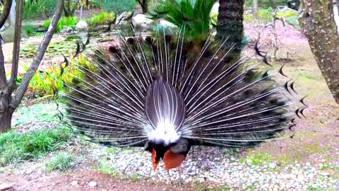 Very Beautiful Peacocks sound and dance video wait for eand