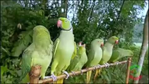 Talking Parrot Natural Sounds/Voices