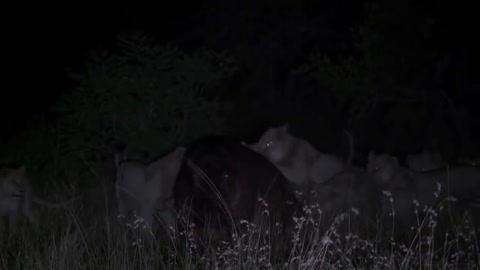 Hippo kills lion in a bloody war-16