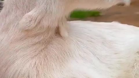 Cute goat