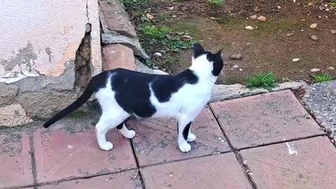 A cute cat is looking for something in the yard.