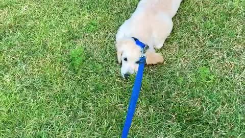 Sad Puppy Doesn’t Want To Leave The Park, Lies Down In Protest