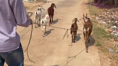 The owner take goat to finding food