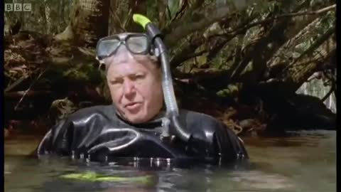 Manatees Have Bad Breath | Life Of Mammals | BBC Earth