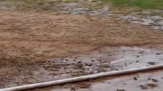 Hero Horse Pushes Horses Towards Safety in Barn Fire