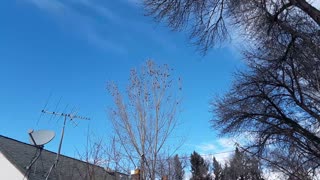 Flock of starlings make racket in Boise Idaho