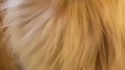 dog play with biscuit