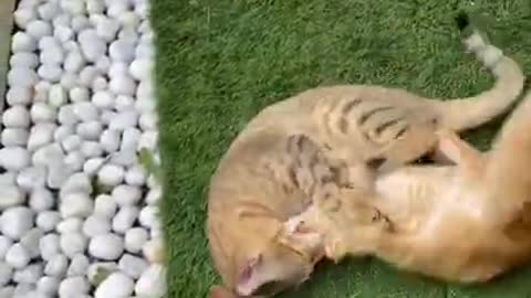 Cat fight | cat video #shorts #cats #kittens