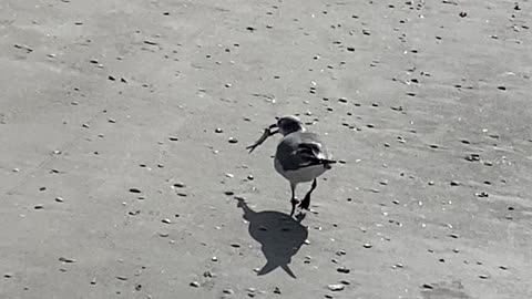 Seagull snack