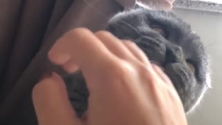 Cat Biting my hand in slow motion