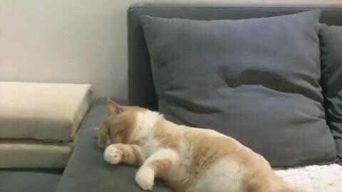 What is he dreaming about?
