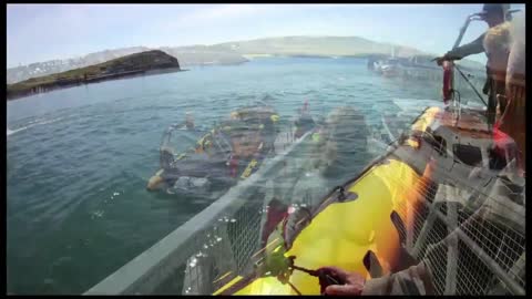 Fungie the Dolphin in Dingle Harbour, Ireland