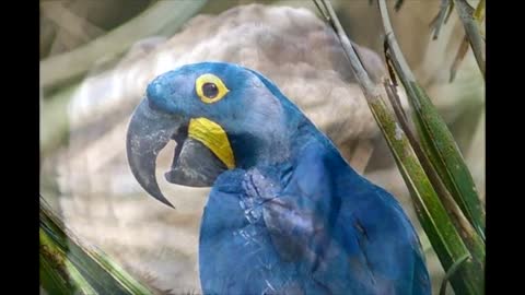 Blue Macaw Amazon in 3 minutes.