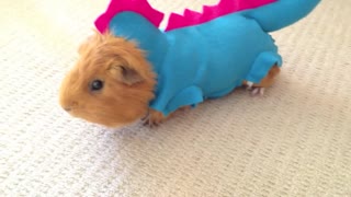 Guinea pig in funny and cute dragon outfit