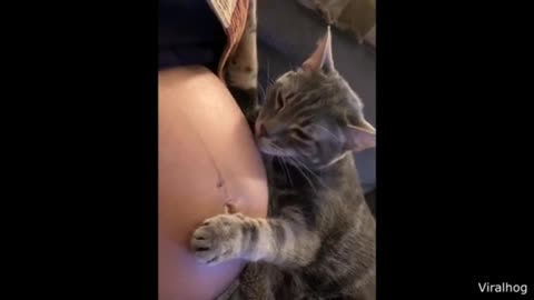 This cat know that her owner is pregnant!