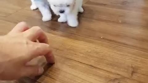 The World's Smallest Maltese cutest puppy video - Teacup puppies KimsKennelUS