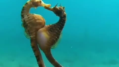 Seahorse giving birth.