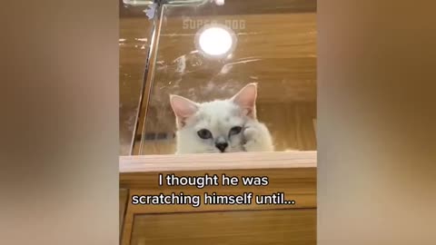 Funny Cat Reaction Videos - Try not to laugh at these sweets