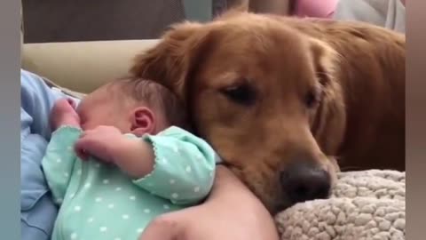 Cute Dog's With Cute Babies [ Compilation 2021 ] Lovely and Fun