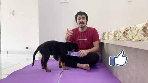 HOW TO TRAIN YOUR PUPPY FOR MEAL DISCIPLINE | DOG TRAINING FOR A 3 MONTH OLD ROTTWEILER PUPPY