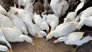 Feeding the domestic ducks