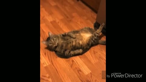 Funny Cardio catty