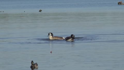 Ducks Birds Mallard - Northern pintail Duck - Goose Geese Swimming on White Rock Lake Dalla