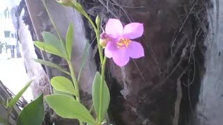 Pequena flor lilás com a coroa amarela é vista em um tronco de árvore na rua [Nature & Animals]